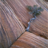 Tree Growing in Rock Cliff Photographie par Micha Pawlitzki