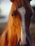 Horse Fotografisk trykk av Scott Barrow