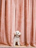 Poodle Looking from Behind Curtain Photographie par Birgid Allig