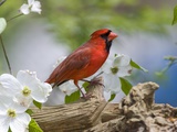 Close-up of Cardinal in Blooming Tree Photographie par Gary Carter
