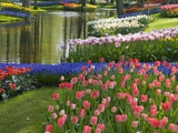 Spring Tulips by Stream Photographic Print by Mark Bolton