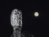 Owl on Branch Photographic Print