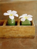 Small Flower Vases Photographic Print by Elliot 