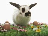 Bunny Rabbit on Grass With Flowers and Brown Eggs Photographic Print