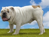 Bulldog Photographic Print
