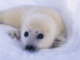 Newborn Harp Seal Photographic Print by Staffan Widstrand