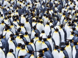 King Penguin Colony Photographic Print by Frank Krahmer