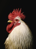 Rooster against black background Photographic Print by Jason Stang