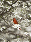 Close-up of Cardinal in Blooming Tree Photographic Print by Gary Carter