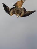 Red Kite in Flight Photographic Print by Andrew Parkinson