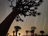 Quiver Trees at Sunrise Photographic Print by Theo Allofs