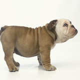 Bulldog Puppy Photographic Print by Pat Doyle