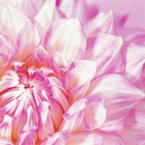 Pink dahlia Fotografisk trykk av Heide Benser Pink dahlia Fotografisk trykk av Heide Benser