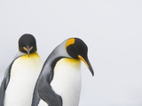 King Penguins Photographic Print by Tim Davis