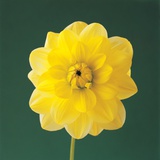 Bright yellow dahlia Fotografisk trykk av Heide Benser Bright yellow dahlia Fotografisk trykk av Heide Benser
