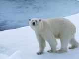 Polar Bear on Ice Photographic Print