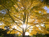 Tree Photographic Print by Craig Tuttle
