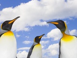 King Penguins Photographic Print by John and Yva Eastcott And Momatiuk