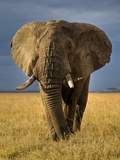 Elefante africano Lámina fotográfica por Andy Rouse Elefante africano Lámina fotográfica por Andy Rouse