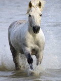 Camargue Horse Running in Water Photographic Print by Keren Su