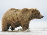 Shaggy Brown Bear in Stream Photographic Print by Arthur Morris