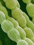 Hairs on Petal of a Periwinkle Photographic Print by Micro Discovery 