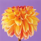 Orange and yellow dahlia Fotografisk trykk av Heide Benser Orange and yellow dahlia Fotografisk trykk av Heide Benser