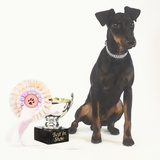 Manchester Terrier with Trophy Photographic Print by Pat Doyle