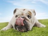 Bulldog Lying on Grass Licking Lips Photographic Print