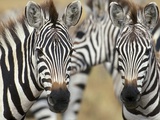 Zebras in Masai Mara National Reserve Photographic Print by Markus Botzek