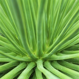 Agave Stricta Photographic Print by Micha Pawlitzki