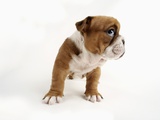Bulldog Puppy Photographic Print by Peter M. Fisher