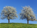 Cherry Trees in Bloom Fotografie-Druck von Frank Krahmer