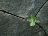 Plant Growing in Cracked Boulder Photographic Print by Micha Pawlitzki