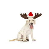 Lab Puppy Wearing Antlers Photographic Print by Lew Robertson