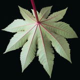 Leaf and Stem Photographic Print by Tim Mcguire