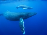 Humpback Whale Cow and Calf Underwater Photographic Print by Paul Souders