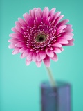Pink Gerbera Daisy Photographic Print by Clive Nichols