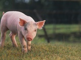 Yorkshire and Hampshire Mixed Breed Piglet Photographic Print
