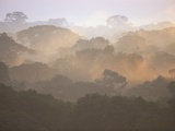 Morning Fog and Tropical Rainforest Canopy in Ecuador Photographie par Theo Allofs
