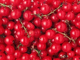 Redcurrants and stems Photographic Print