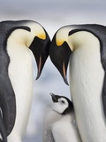 Emperor Penguins and Chick in Antarctica Photographie par Paul Souders
