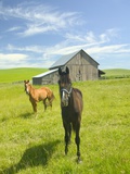 Horses and Barn in Prairie Photographic Print by Darrell Gulin