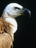 Proud Griffin Photographic Print by Herbert Kehrer