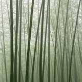 Chinese Bamboo Forest Photographic Print by Yi Lu