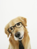 Golden Retriever Wearing Eyeglasses and Necktie Photographic Print