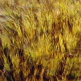 Abstract dry crops Photographic Print by Steve Klics