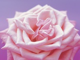 Pink rose Fotografisk trykk av Heide Benser Pink rose Fotografisk trykk av Heide Benser