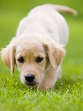 Golden Retriever Puppy Playing Outdoors Photographic Print by Jim Craigmyle