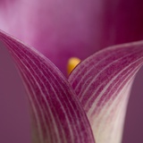 Close-up of Calla Lily Photographie par Clive Nichols